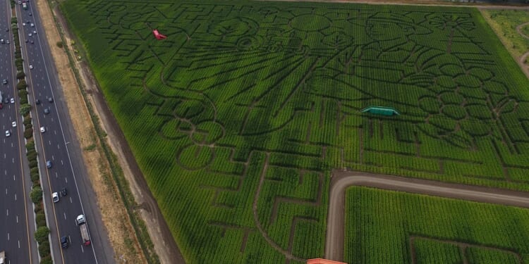 Northern California corn maze lets visitors enjoy getting lost