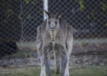 Australia’s Massive Military Upgrade – PJ Media