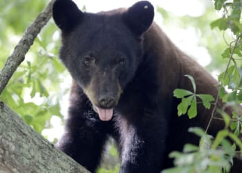 Man mauled to death by animal in Arkansas national forest, bear thought to be responsible