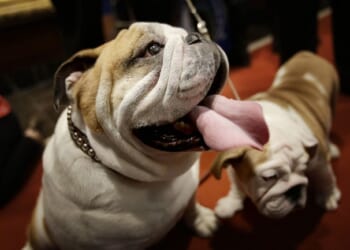 Banning Pet Sales – PJ Media