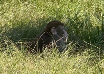 Mississippi woman kills escaped monkey fearing for her children's safety