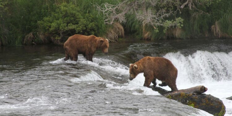 A lawsuit challenges an Alaska program that allows killing bears as a way to rebuild a caribou herd