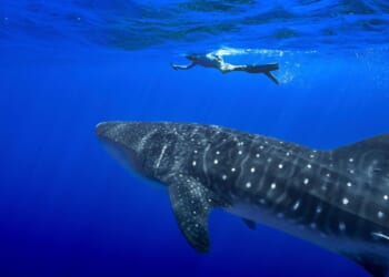 Wildlife conference adopts landmark protections for 70+ shark and ray species