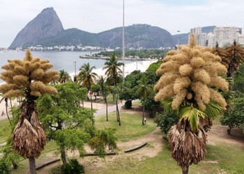 In Rio de Janeiro, decades-old palm trees flower for the first -- and only -- time