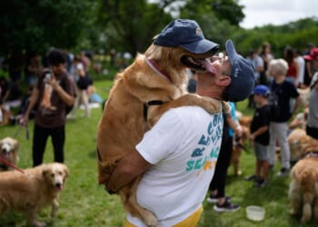 A symphony of woofs: This is what happens when 2,397 golden retrievers gather in an Argentina park