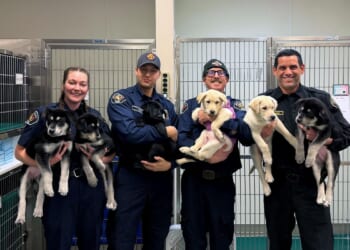 6 puppies treated for a suspected opioid overdose in Washington will find new homes soon
