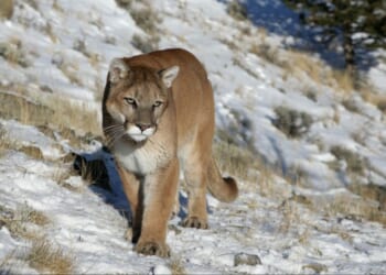 A mountain lion is seen in a file photo taken in the Rocky Mountains. Two such animals were euthanized after the remains of a hiker were found in Colorado.