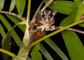 ‘Lazarus’ species previously thought extinct confirmed to be alive in Indonesia