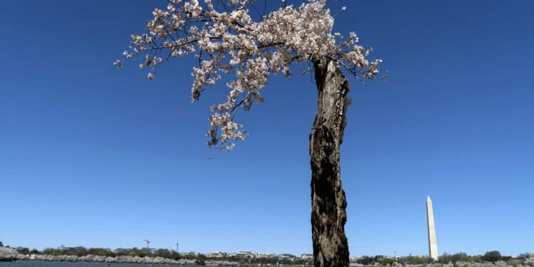Clones of famous cherry tree ‘Stumpy’ flower for first time