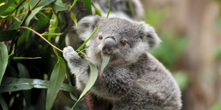 A close-up of a young koala bear on a tree eating eucalyptus leaves.