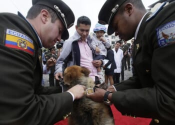 Daniel Noboa Unleashes the Beast and We're All Better Off For It – PJ Media