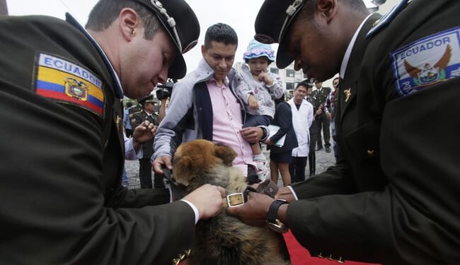 Daniel Noboa Unleashes the Beast and We're All Better Off For It – PJ Media