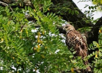 Ohio Mulls 'Trump Wildlife Preserve' Name Change