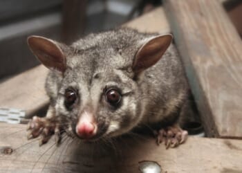 A cheeky Australian brushtail possum thinks it's found a nice home in the shed roof.