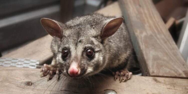 A cheeky Australian brushtail possum thinks it's found a nice home in the shed roof.