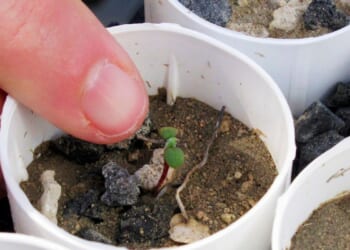 Nevada lithium mine clears major hurdle despite conservationists’ worries for rare wildflower