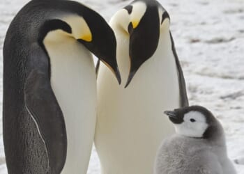 Emperor penguins, Antarctic fur seals now endangered, assessment finds