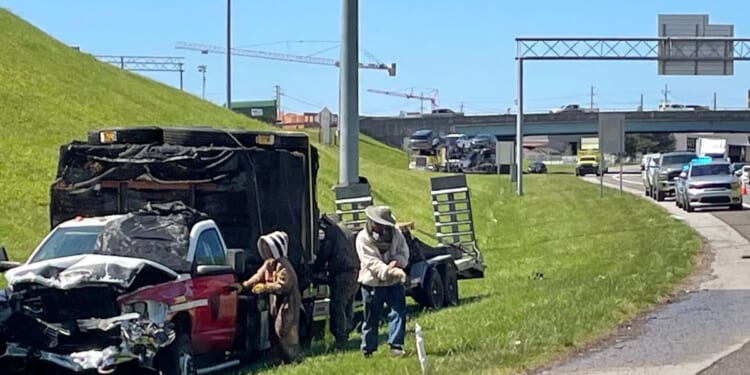 1 million bees make for bumper-to-buzzer traffic on a Tennessee highway ramp