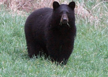 Three Calif. residents convicted for staging fake bear attacks on cars for insurance payouts