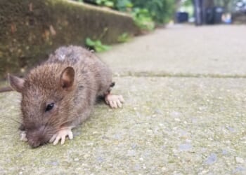 D.C. Mayor Bowser launches ‘rat birth control’ program, the city’s new tool in war on rodents