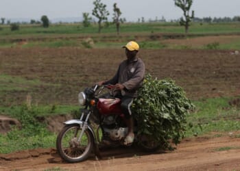 A farmer carries potatoes and vegetables on a motorcycle at a farmland in Paikon Kore community in Gwagwalada on June 4, 2024.