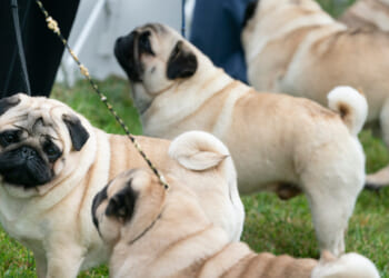 The pug group is judged outside at the 145th Annual Westminster Kennel Club Dog Show on June 12, 2021, in Tarrytown, New York.