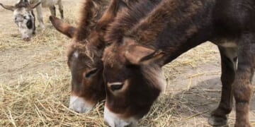 Regarding Donkeys – PJ Media