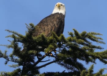 Texas man pleads guilty to shooting, killing a bald eagle