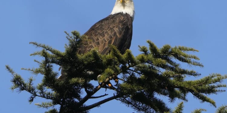 Texas man pleads guilty to shooting, killing a bald eagle