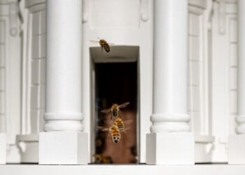 Bees swarm White House’s North Lawn
