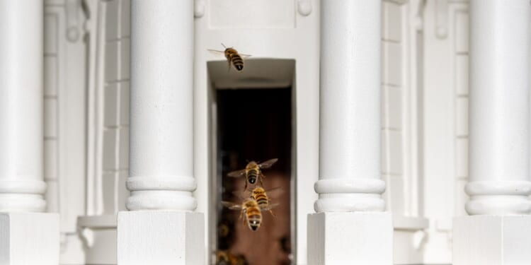 Bees swarm White House’s North Lawn