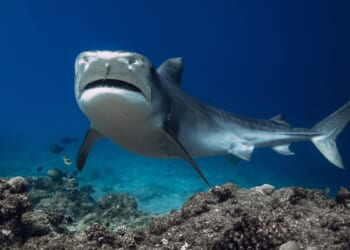 Brazilian teen loses leg in shark attack a day after 11-year-old boy suffered same 6 miles away