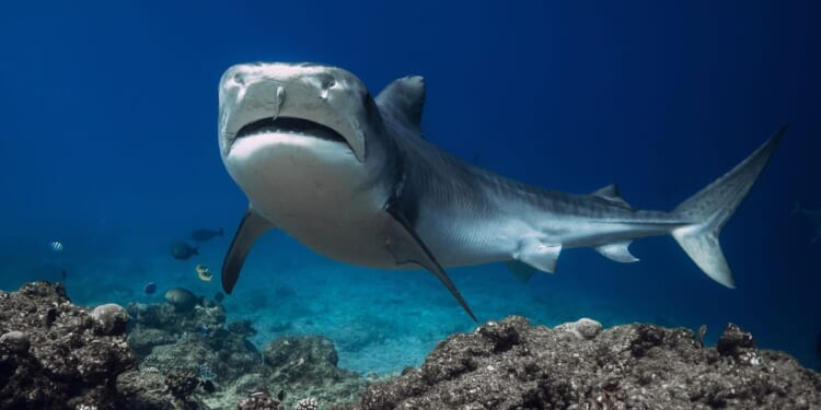 Brazilian teen loses leg in shark attack a day after 11-year-old boy suffered same 6 miles away
