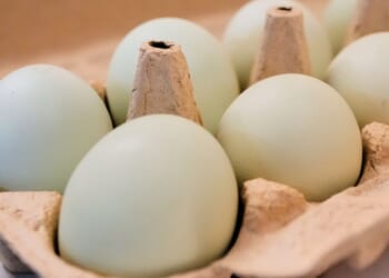 Egg producers will pay $3.3 million, donate 53 million eggs to settle price-fixing claims