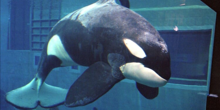 Warner Bros. developing ‘Free Willy’ reboot