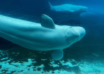 28 beluga whales relocating to U.S. aquariums from shuttered Canadian theme park