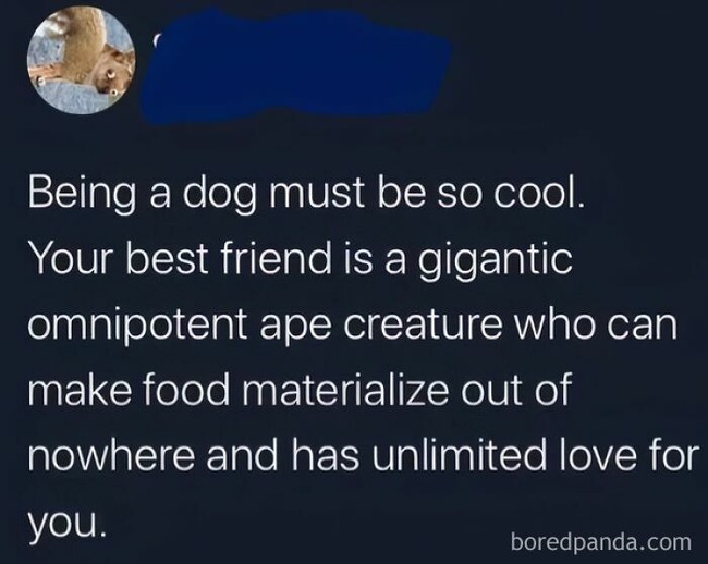 dog