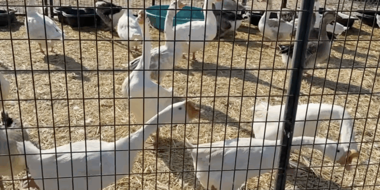 San Diego County authorities remove more than 820 birds from property after reports of improper care