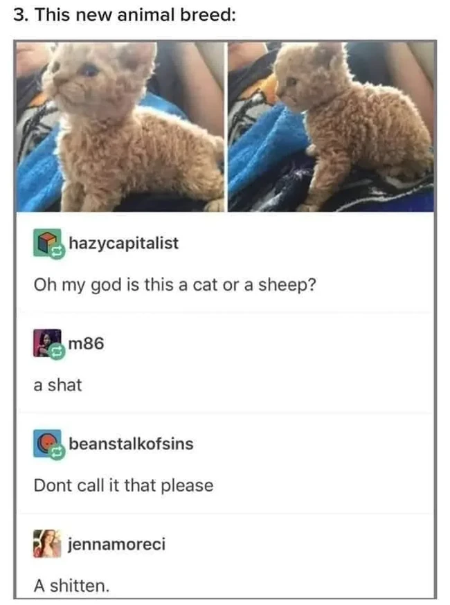 Sheepcat