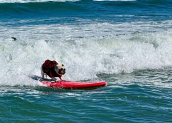 Top dogs ride waves at annual World Dog Surfing Championships