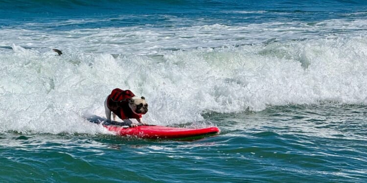 Top dogs ride waves at annual World Dog Surfing Championships
