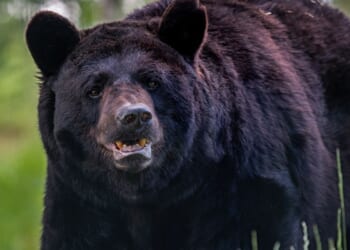 Black bear dies after getting trapped inside car in Colorado