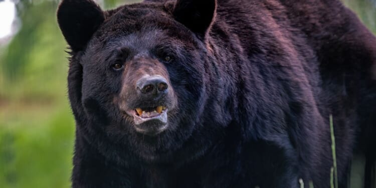 Black bear dies after getting trapped inside car in Colorado