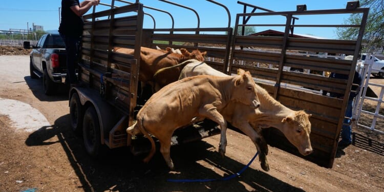Mexico resumes limited cattle exports to U.S. after screwworm pause, relieving ranchers
