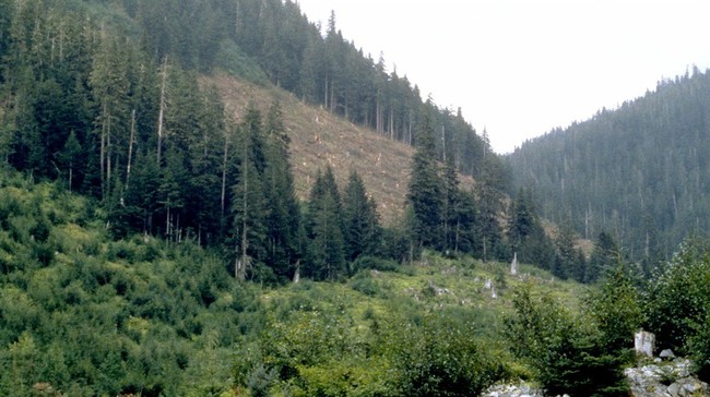 Trump Admin Reopening Logging in National Forests – HotAir