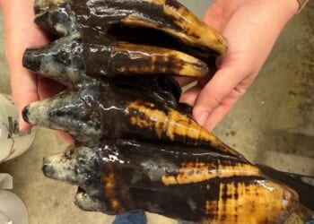 Fossilized mastodon tooth from Ice Age discovered in California creek