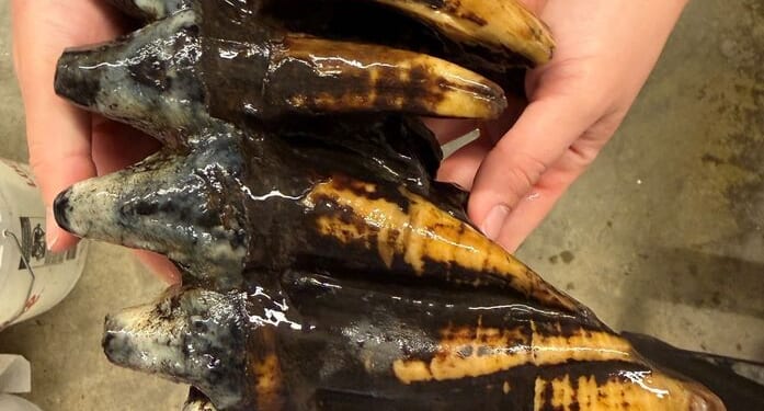 Fossilized mastodon tooth from Ice Age discovered in California creek