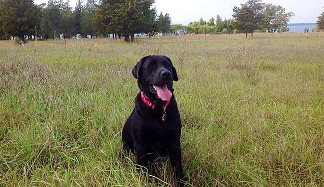 Burnham Burns Brexit Bridges, Fairford Follies Find the Harkles, and Labour Loathes Labradors – HotAir