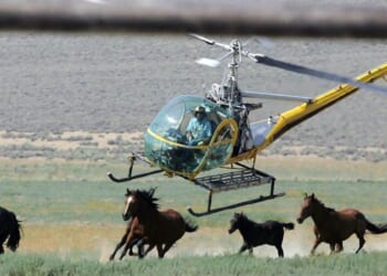 America's Wild Horse Program Is Broken. Bureaucracy Keeps It That Way. – PJ Media