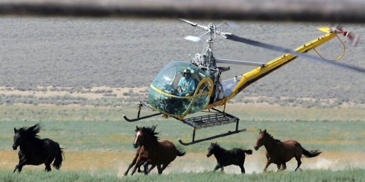 America's Wild Horse Program Is Broken. Bureaucracy Keeps It That Way. – PJ Media
